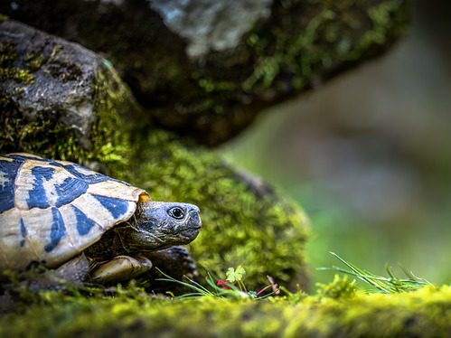 turtle-3340266_640