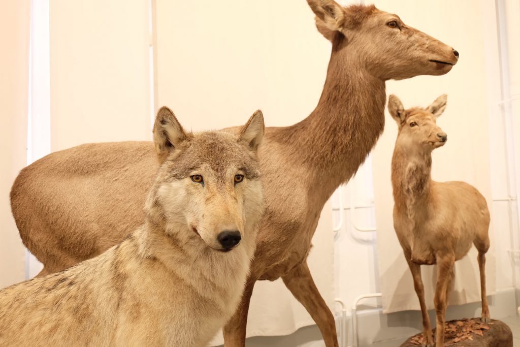 サハリン州郷土博物館の剥製